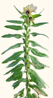 Hyoscyamus niger